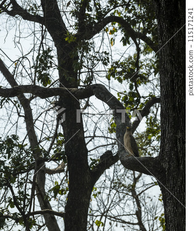Crested Serpent Eagle or Spilornis cheela perched high on tree in safari at dhikala zone of jim corbett national park forest tiger reserve uttarakhand india asia 115171241
