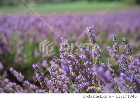 Field of lavender in Drome France with green hill backdrop. Beautiful summer landscape on a bright sunny day. Eco responsible sourcing of essential oils and makeup ingredients Field of lavender in Drome France with green hill backdrop. Beautiful summer landscape on a bright sunny day. Eco responsible sourcing of essential oils and makeup ingredients 115171346