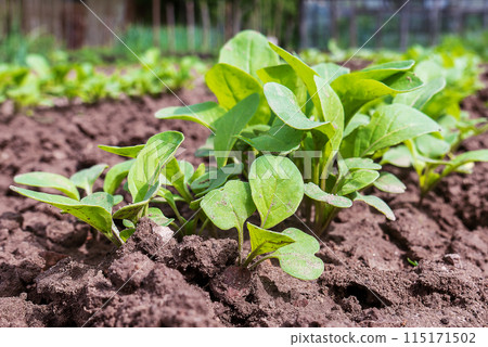 Arugula. Sprouts of arugula plants on the bed 115171502