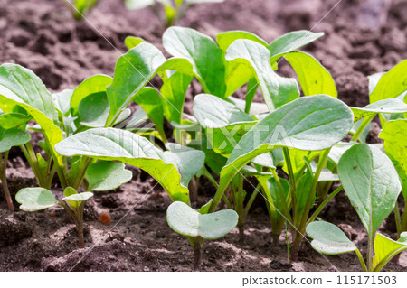 Arugula closeup. Sprouts of arugula plants on the bed Arugula closeup. Sprouts of arugula plants on the bed 115171503
