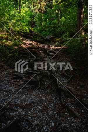 Roots of a tree on the Kakizore Valley trail 115171523