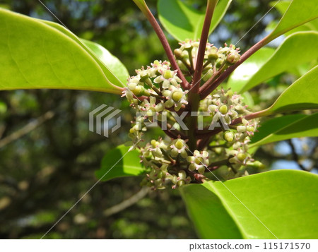 盛開的「黑金餅」花 115171570