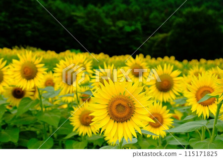 Sunflower in full bloom Sunflower in full bloom 115171825