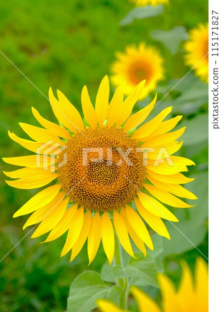 Sunflower in full bloom Sunflower in full bloom 115171827