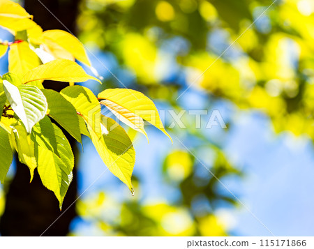 A fresh spring scene: new green leaves shining in the sunlight 115171866