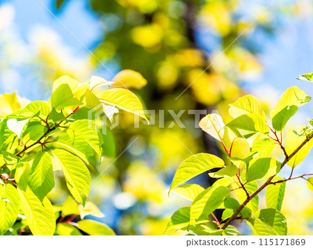 春天的景色清新,嫩綠的葉子在燈光下閃閃發光 春天的景色清新,嫩綠的葉子在燈光下閃閃發光 115171869