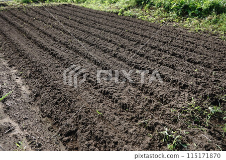Ridged Field 115171870