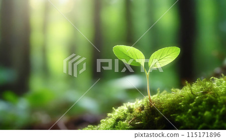 Newly born sprouts 115171896