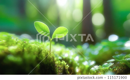 Newly born sprouts 115171900