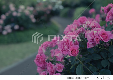 Beautiful Rose 115171980