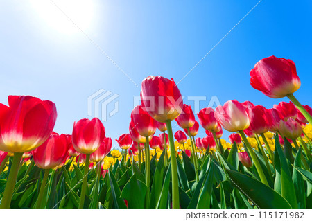 [大阪府]4月：綠色博物館收穫之丘，藍天清爽，鬱金香盛開，熱鬧非凡 115171982