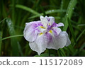 虹膜 115172089