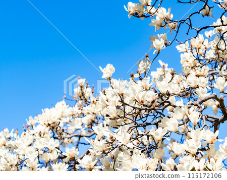 美麗的春天風景：藍天、小樹盛開 115172106