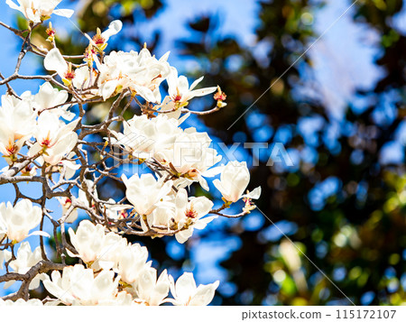 美麗的春天風景：藍天、小樹盛開 115172107
