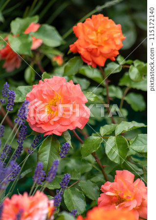Pink orange rose bud in the garden. Flower petals Pink orange rose bud in the garden. Flower petals 115172140