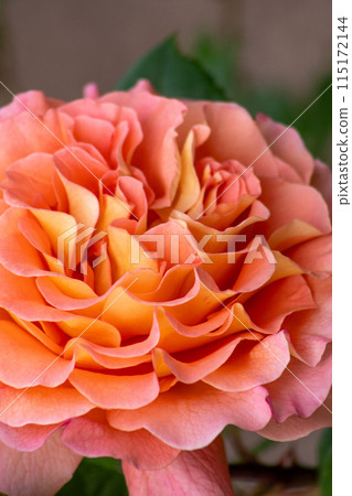 Pink orange rose bud in the garden. Flower petals Pink orange rose bud in the garden. Flower petals 115172144