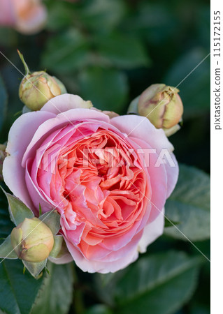 David Austin pink rose bud in the garden. Flower petals 115172155