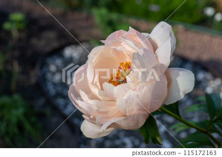 Peony flower bud. Peony flower bud. 115172163