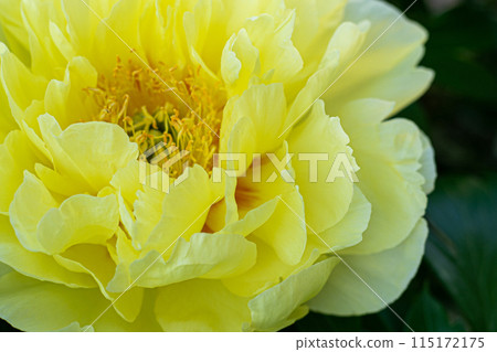 Yellow peony flower bud. 115172175