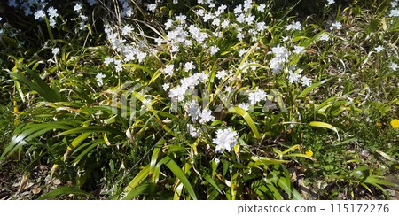 A flower of a shaga whose name is likely to be related to the temple A flower of a shaga whose name is likely to be related to the temple 115172276