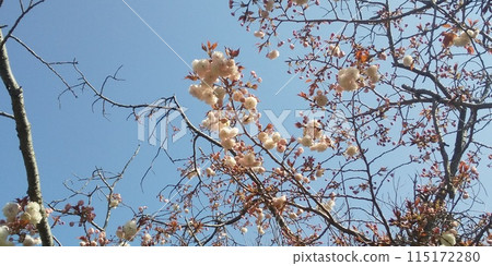 Yae cherry blossoms are late blooming cherry blossoms 115172280