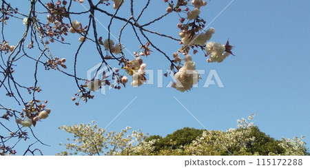 Yae cherry blossoms are late blooming cherry blossoms 115172288