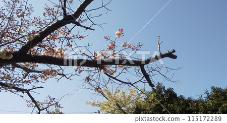 Yae cherry blossoms are late blooming cherry blossoms 115172289