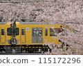 Cherry blossom trees on Nakano-dori 115172296
