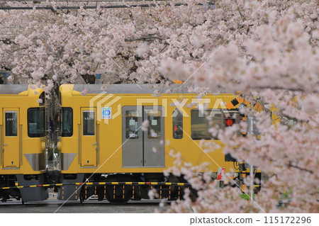 在中野通的櫻花樹 在中野通的櫻花樹 115172296