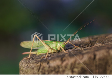 Meadow grasshopper, grasshopper. Meadow grasshopper, grasshopper. 115172348