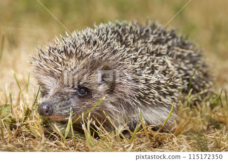 hedgehog on the grass. hedgehog on the grass. 115172350