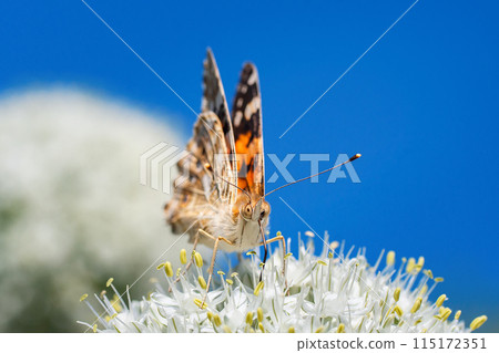 European peacock butterfly (Aglais io). Copy space.. European peacock butterfly (Aglais io). Copy space.. 115172351
