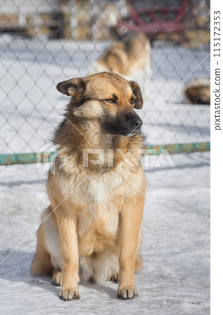 Mongrel dog of red color lies on its stomach on the grass, stretching its front paws forward. Spring. Mongrel dog of red color lies on its stomach on the grass, stretching its front paws forward. Spring. 115172353