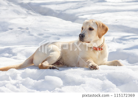 Young labrador observing winter grounds in the nature. Young labrador observing winter grounds in the nature. 115172369
