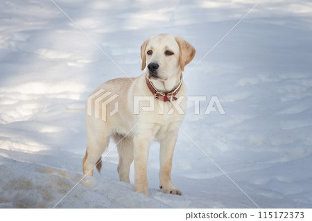 Young labrador observing winter grounds in the nature. Young labrador observing winter grounds in the nature. 115172373