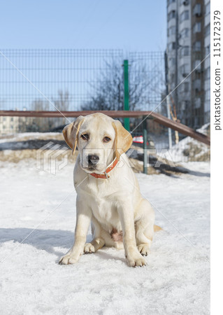 Young labrador observing winter grounds in the nature.. 115172379