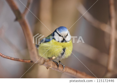 Eurasian blue tit - Cyanistes caeruleus Eurasian blue tit - Cyanistes caeruleus 115172446