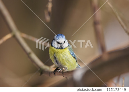 Eurasian blue tit - Cyanistes caeruleus. 115172449