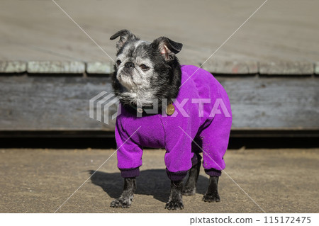 petit brabancon on a walk in the autumn Park 115172475