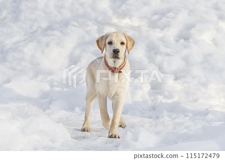 Young labrador observing winter grounds in the nature.. 115172479