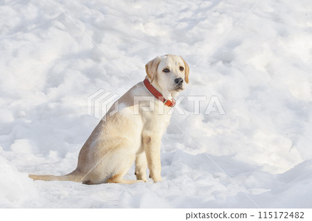 Young labrador observing winter grounds in the nature.. Young labrador observing winter grounds in the nature.. 115172482
