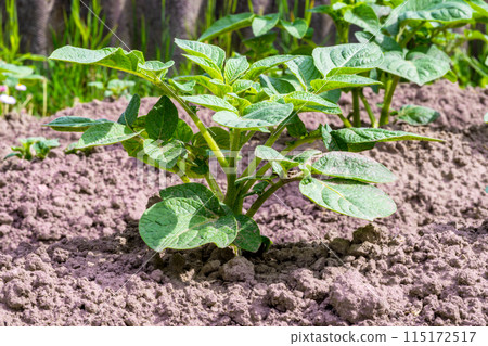 Potatoes. A plant at the beginning of its development. Young bush. 115172517
