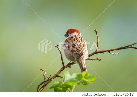 closeup of a House sparrow standing on a tree.... closeup of a House sparrow standing on a tree.... 115172518