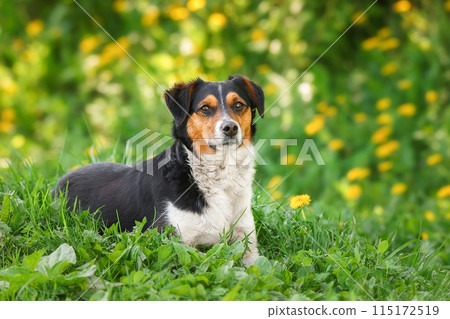 Mongrel dog of red color lies on its stomach on the grass, stretching its front paws forward. Spring.. Mongrel dog of red color lies on its stomach on the grass, stretching its front paws forward. Spring.. 115172519
