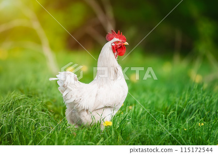 cute rooster crowing on the farm... 115172544