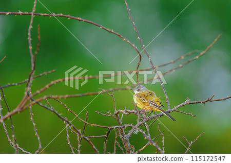 western yellow wagtail - Motacilla flava perched at green background. western yellow wagtail - Motacilla flava perched at green background. 115172547
