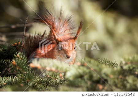 Squirrel in the autumn park. Squirrel in the autumn park. 115172548
