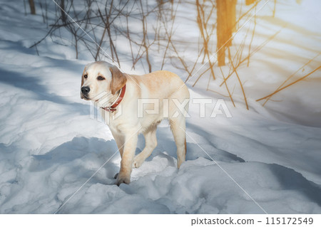 Young labrador observing winter grounds in the nature. Young labrador observing winter grounds in the nature. 115172549