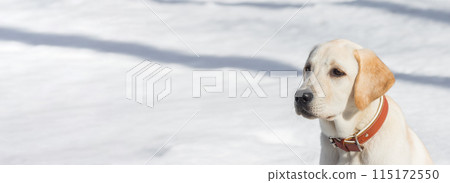 Young labrador observing winter grounds in the nature.. Young labrador observing winter grounds in the nature.. 115172550