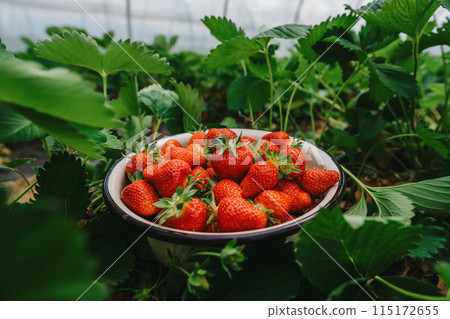 growing strawberries in a greenhouse, picking and harvesting fruits, organic farming 115172655